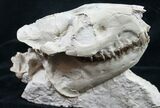 Superb Fossil Oreodont Skull With Vertebrae #8853-2